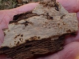 Dichostereum rhodosporum image
