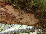 Dichostereum rhodosporum image
