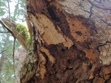 Dichostereum rhodosporum image