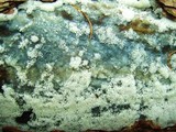 Ceratiomyxa fruticulosa var. fruticulosa image