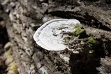 Trametes gibbosa image