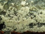 Ceratiomyxa fruticulosa var. fruticulosa image