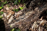 Trichia decipiens image