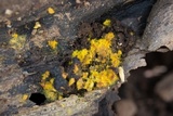 Trichia decipiens image
