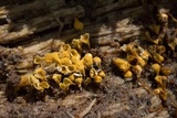 Trichia decipiens image