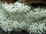 Ceratiomyxa fruticulosa var. fruticulosa image