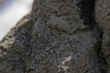 Porpidia albocaerulescens var. albocaerulescens image
