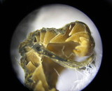 Pouzarella flavoviride image