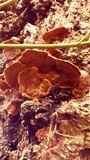 Phellinus gilbertsonii image