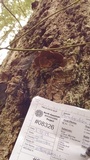 Phellinus gilbertsonii image