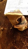 Fomitopsis mounceae image