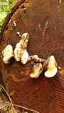 Fomitopsis mounceae image