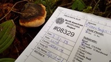 Fomitopsis mounceae image