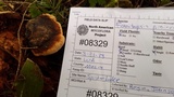 Fomitopsis mounceae image