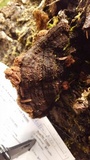 Phellinus gilbertsonii image