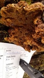 Phellinus gilbertsonii image