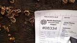 Veluticeps fimbriata image