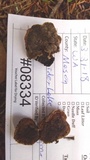Veluticeps fimbriata image