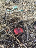 Russula cremoricolor image