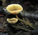 Simocybe centunculus var. centunculus image
