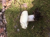 Russula cremoricolor image