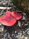 Russula cremoricolor image