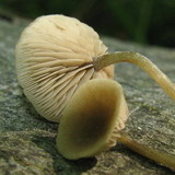 Simocybe centunculus var. centunculus image
