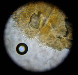 Simocybe centunculus var. centunculus image