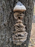 Bjerkandera adusta image