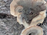 Bjerkandera adusta image