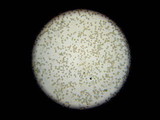 Simocybe centunculus var. centunculus image