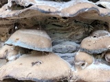 Bjerkandera adusta image