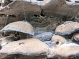 Bjerkandera adusta image
