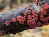Peniophora rufa image