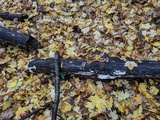 Gloeoporus dichrous image