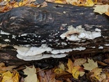 Gloeoporus dichrous image