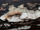 Gloeoporus dichrous image