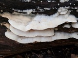Gloeoporus dichrous image