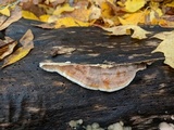 Gloeoporus dichrous image