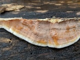 Gloeoporus dichrous image