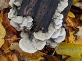 Gloeoporus dichrous image