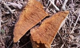 Phellinus robiniae image