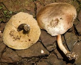 Ionosporus australis image