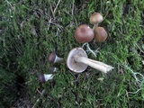 Psathyrella piluliformis image
