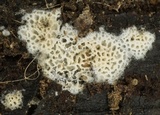 Ceriporia reticulata image