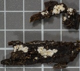 Ceriporia reticulata image