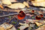 Anthracophyllum lateritium image