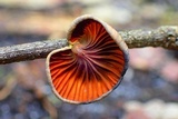 Anthracophyllum lateritium image