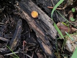 Crepidotus crocophyllus image