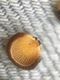 Crepidotus crocophyllus image